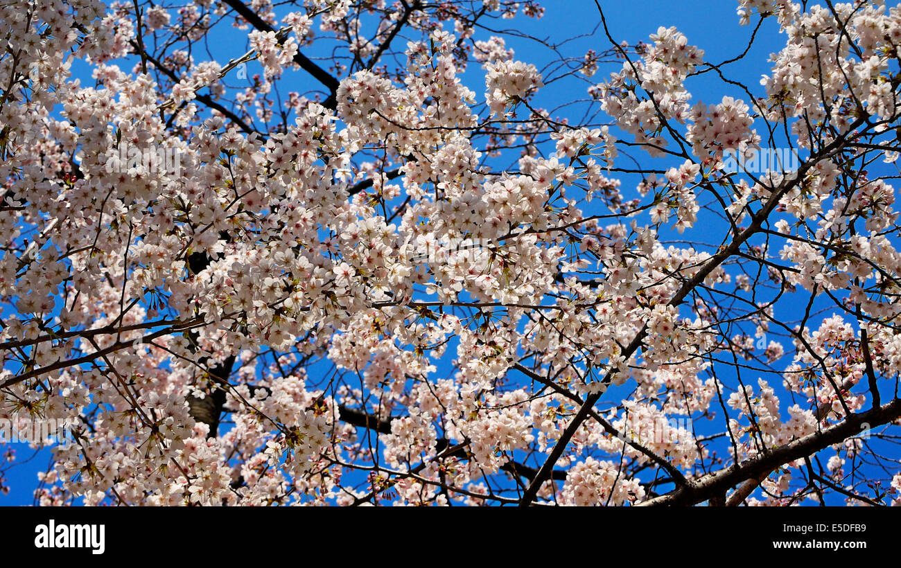 Cherry Blossom in full bloom with a clear blue sky as backdrop Stock ...