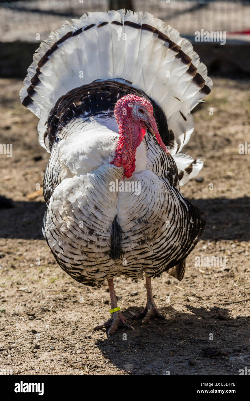 Deutsche Pute or Cröllwitzer, turkey breed, male displaying, Tyrol, Austria  Stock Photo - Alamy