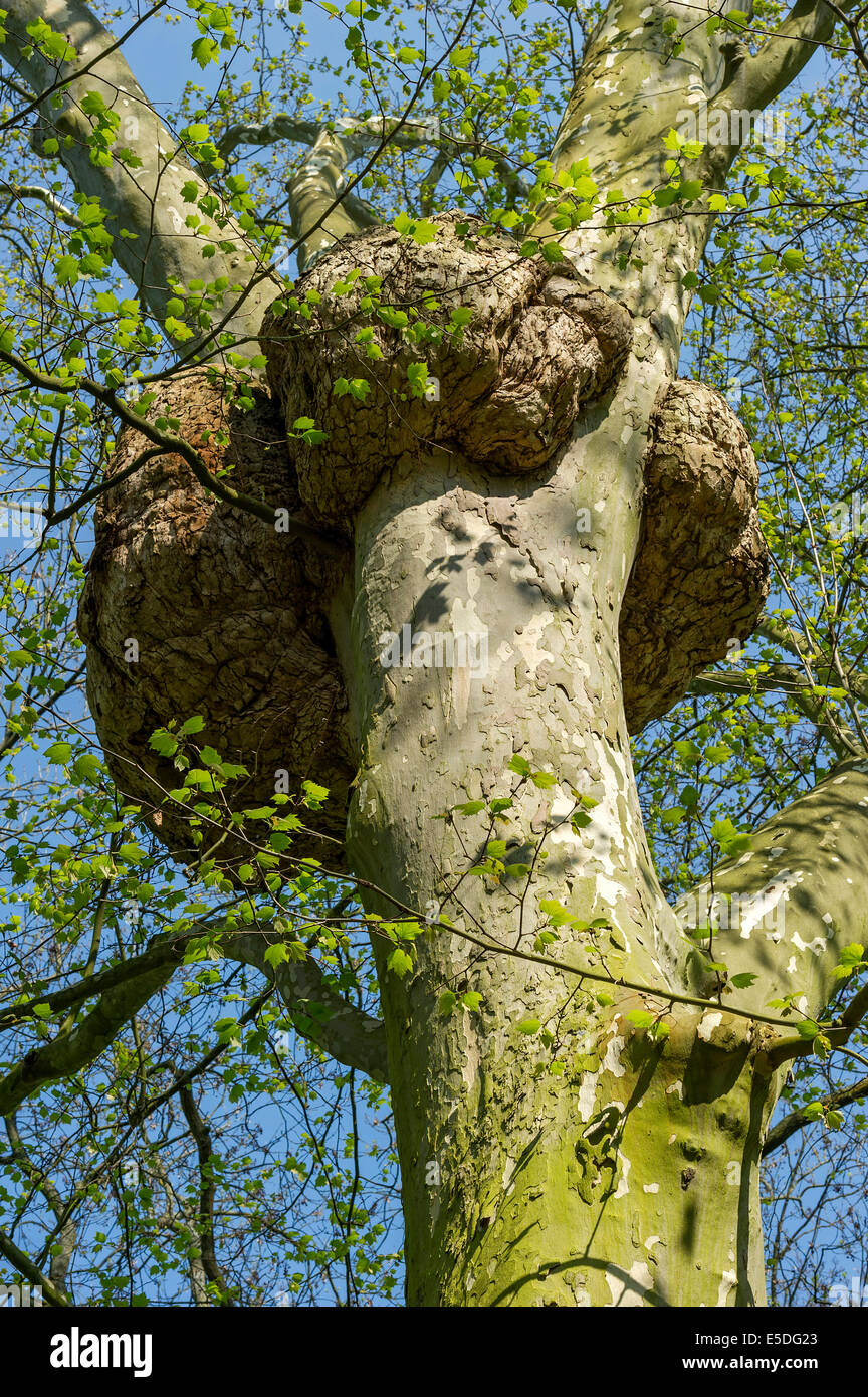 London Plane (Platanus x hispanica, syn Platanus x acerifolia) with harmless abnormal cell growth, spa gardens, Bad Nauheim Stock Photo