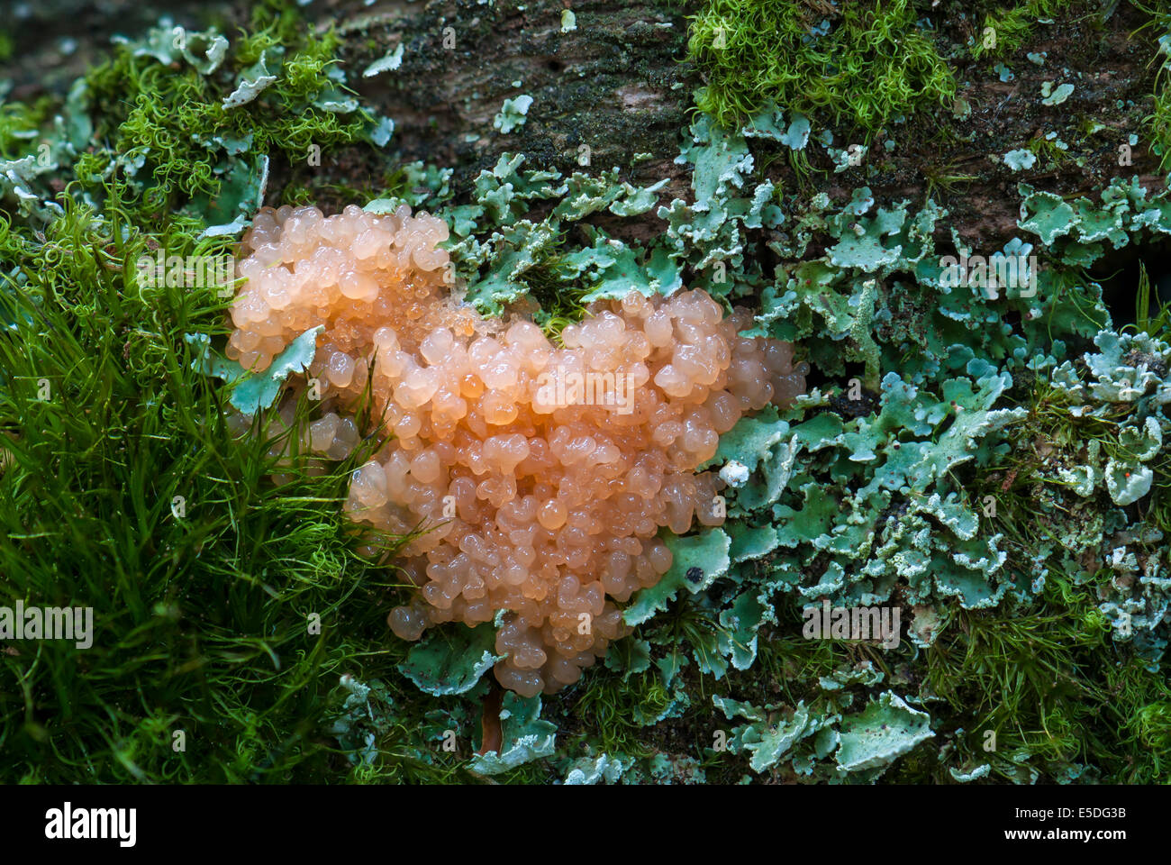 Red Raspberry Slime (Tubifera ferruginosa), fruiting bodies on dead wood between lichen and moss, Mönchbruch Wald, Hesse Stock Photo