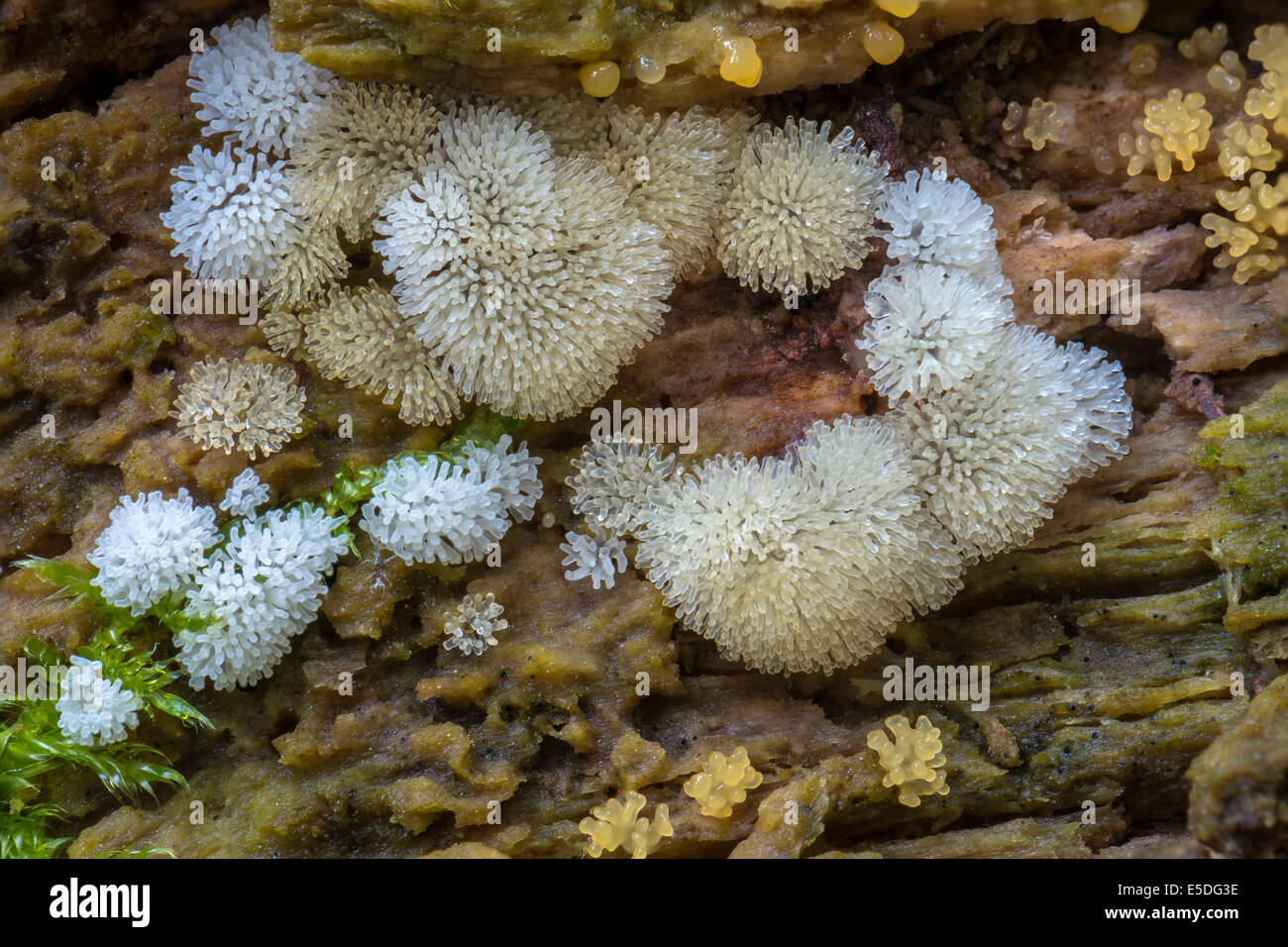 Icicle Fairy Fans (Ceratiomyxa fruticulosa), fruiting bodies on dead wood, Hesse, Germany Stock Photo