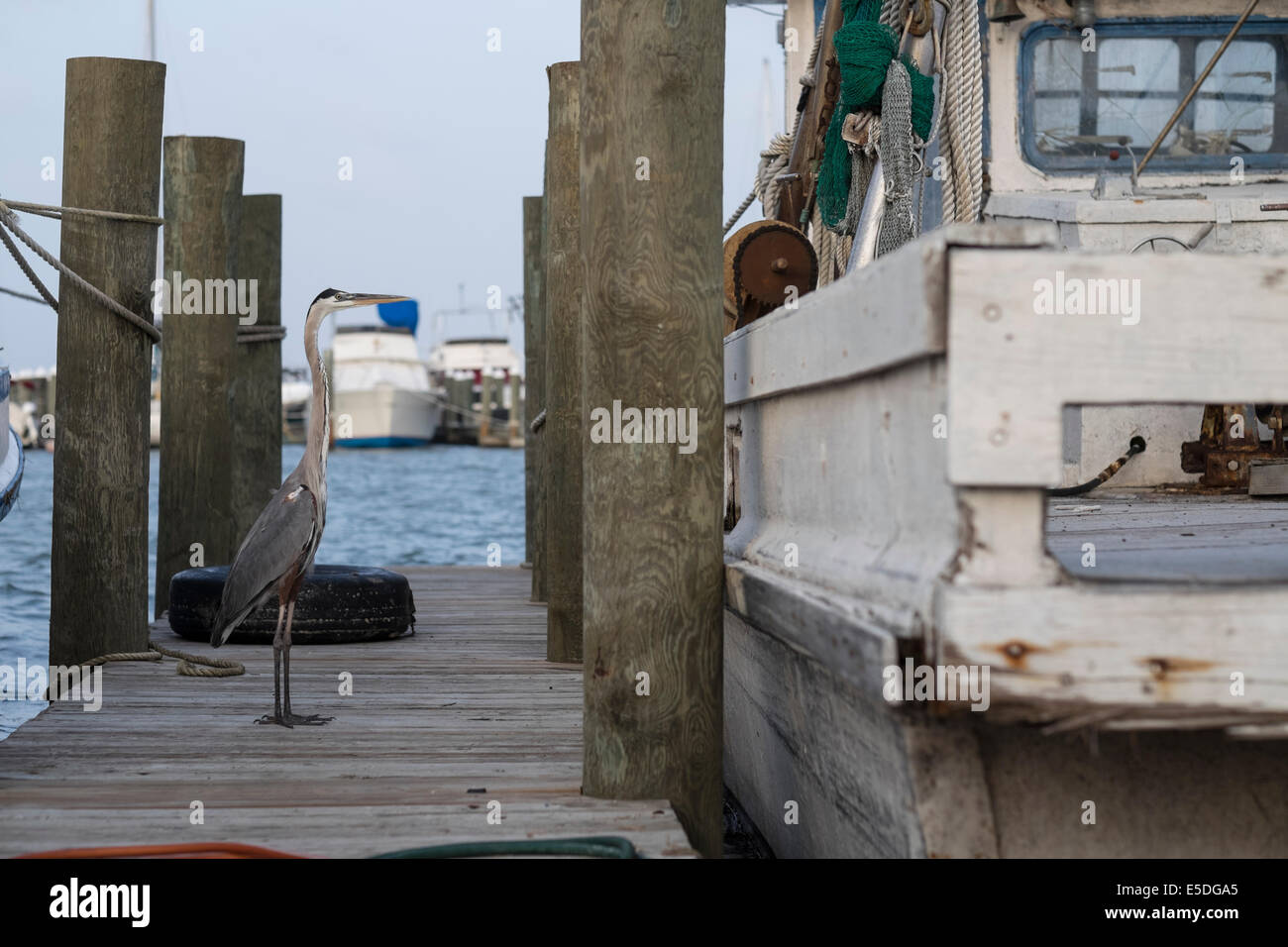 USA, Texas, Rockport, Grey Heron Bird on a dock Stock Photo Alamy