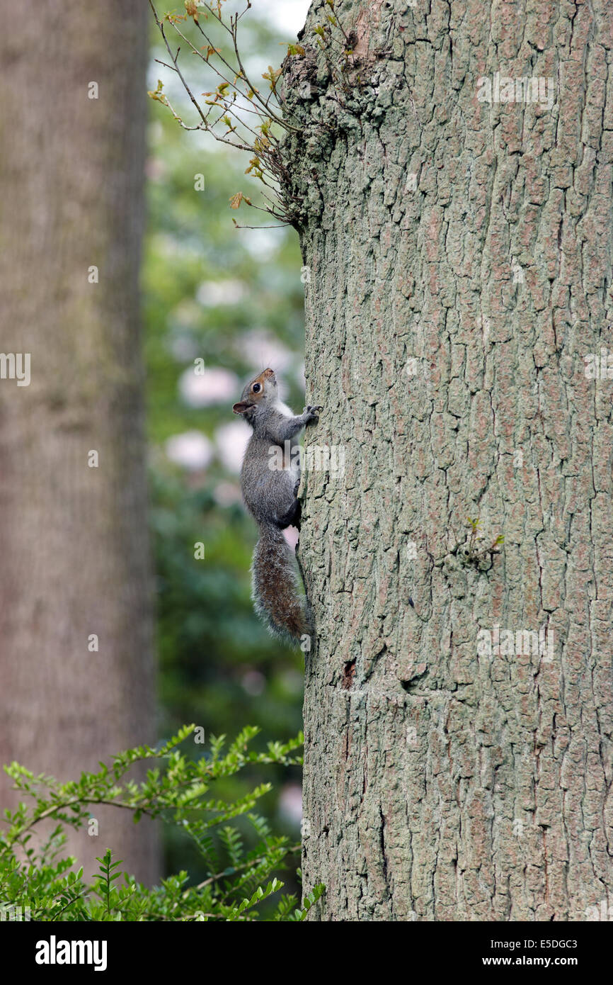 Grey squirrel climbing tree UK Stock Photo