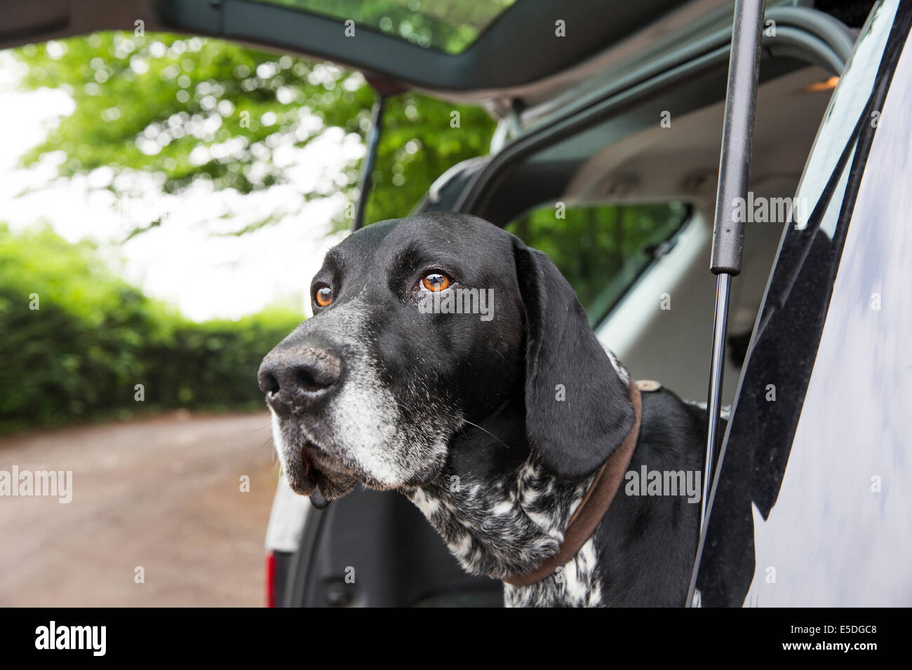 Portrait of German Shorthaired Pointer in opened car boot Stock Photo -  Alamy