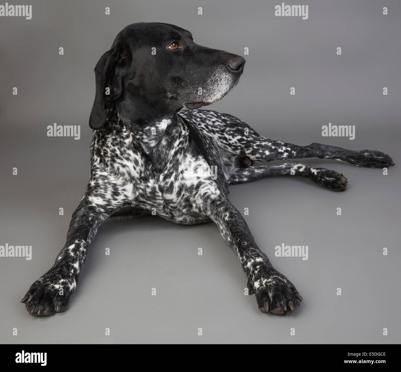 German Shorthaired Pointer Black Stock Photos German Shorthaired