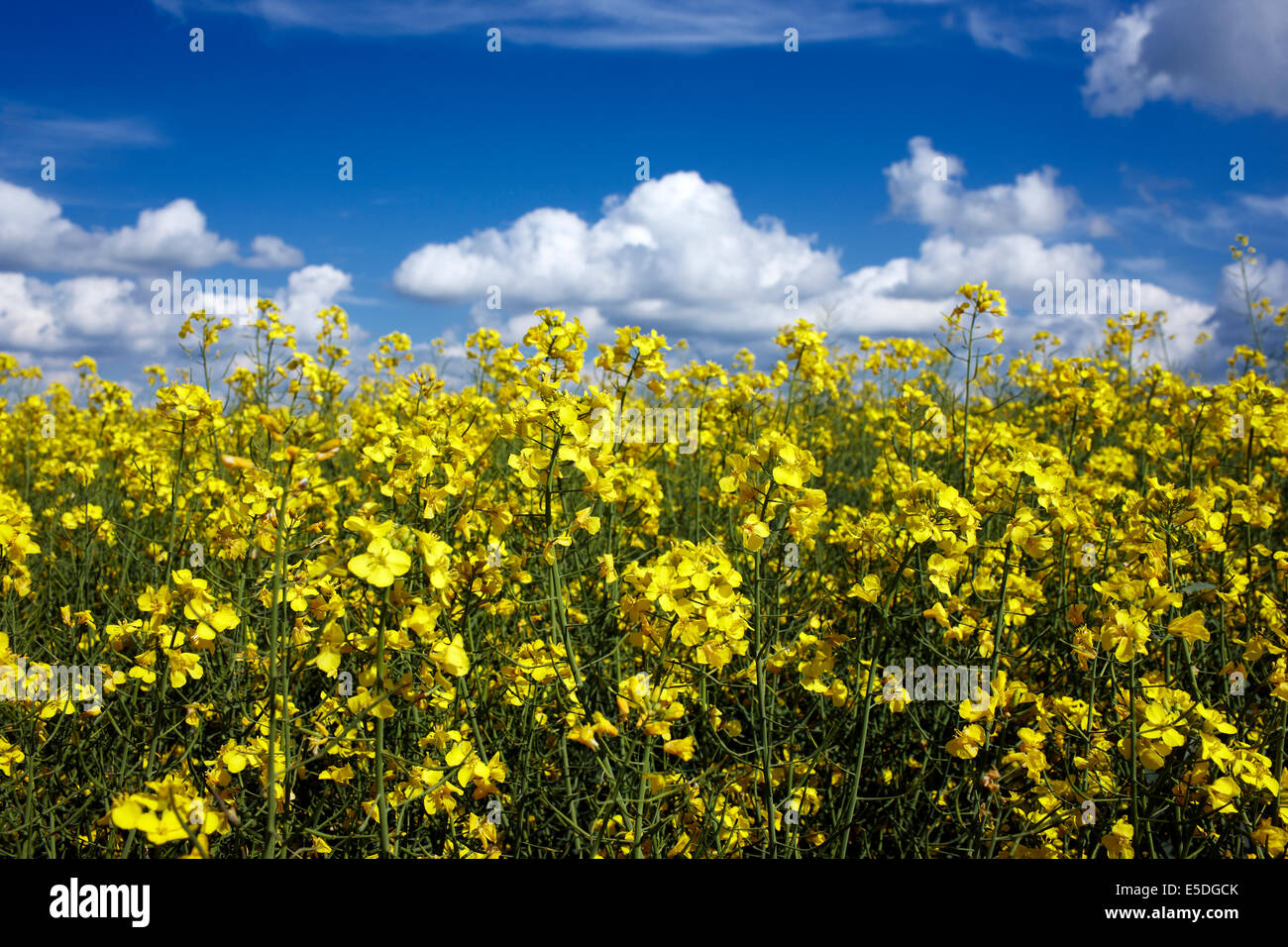 Field of rape flowers - Brassica napus, UK Stock Photo