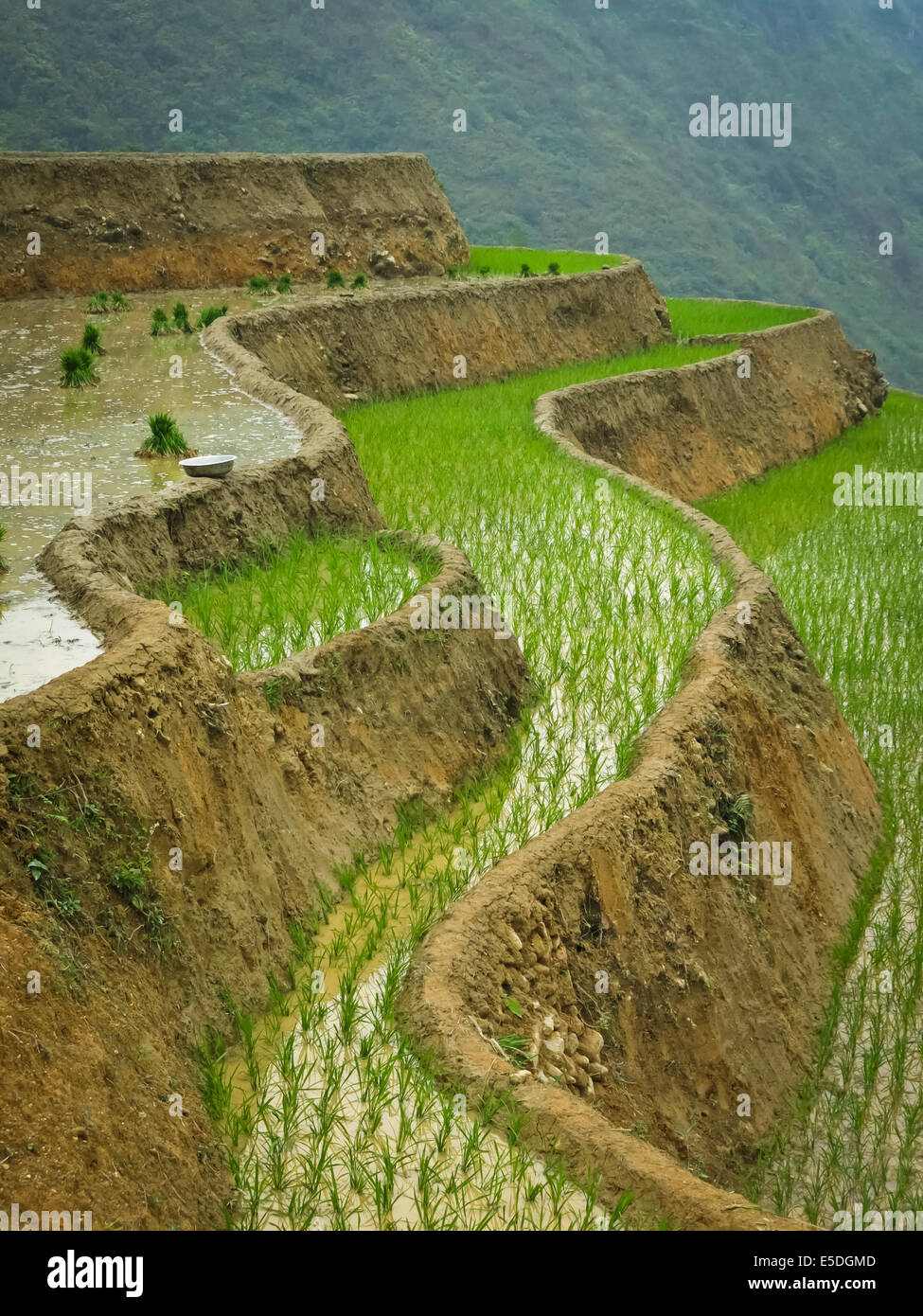 Rice terrace in Sapa, Vietnam Stock Photo