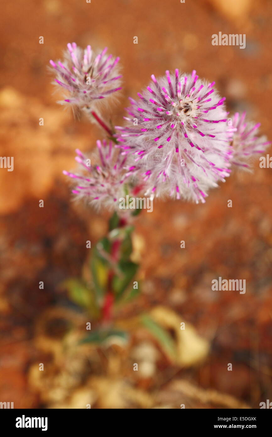 Australian native wildflowers - mulla mulla - in bloom in the outback. Stock Photo