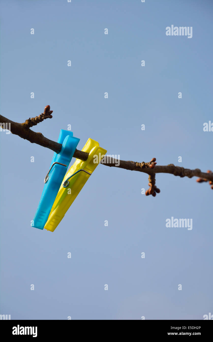 A blue and a yellow clothes peg hanging on a branch in front of blue sky Stock Photo