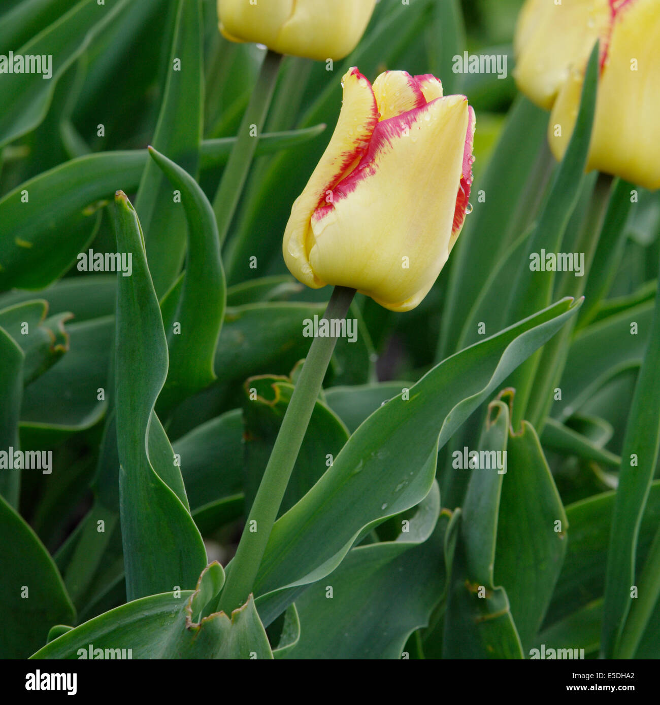 A garden variety of tulip, - Tulipa var.Cape Town Stock Photo