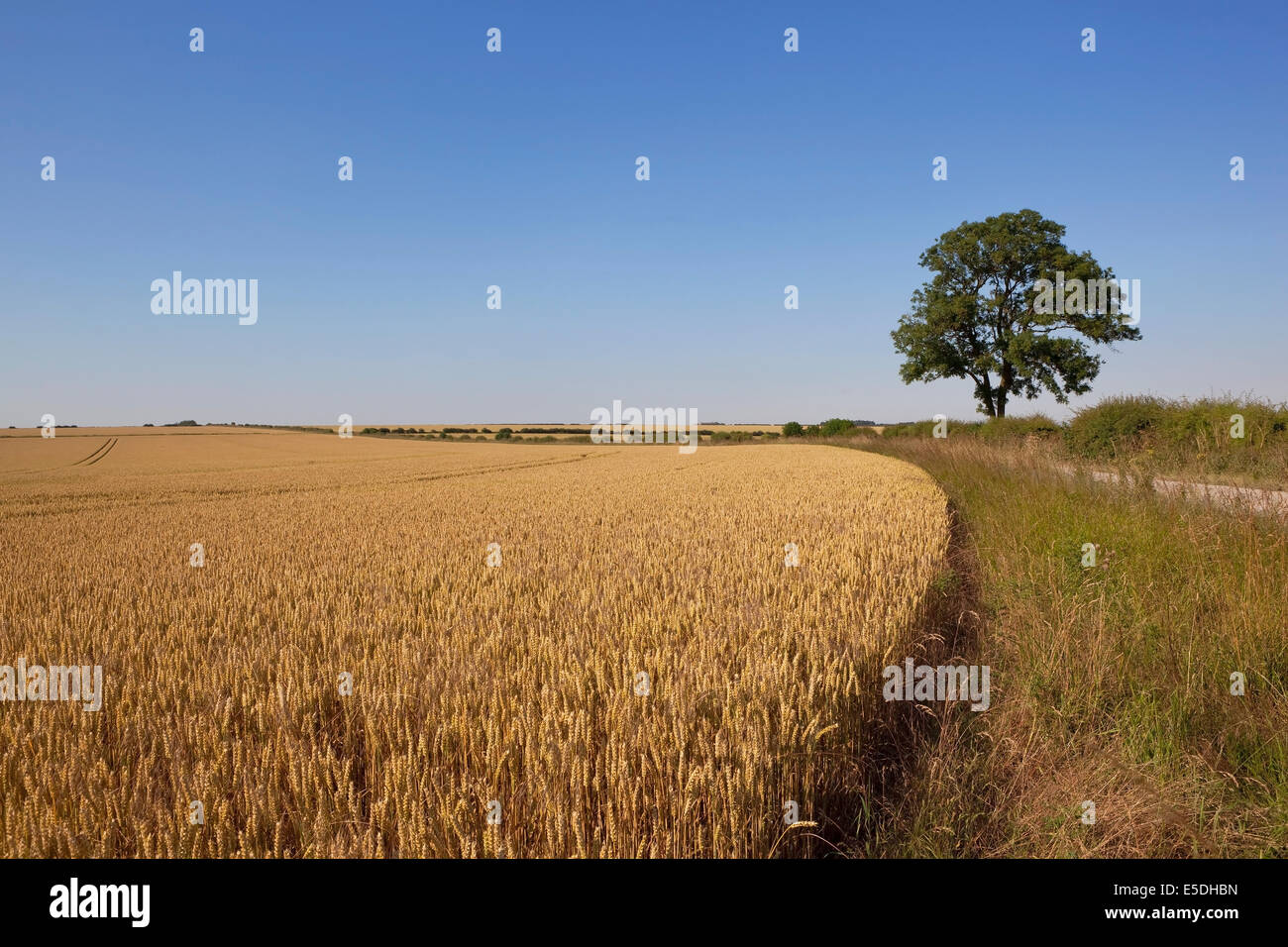 A lone ash tree stands by a golden wheat field under a clear blue sky on the Yorkshire wolds in summertime. Stock Photo