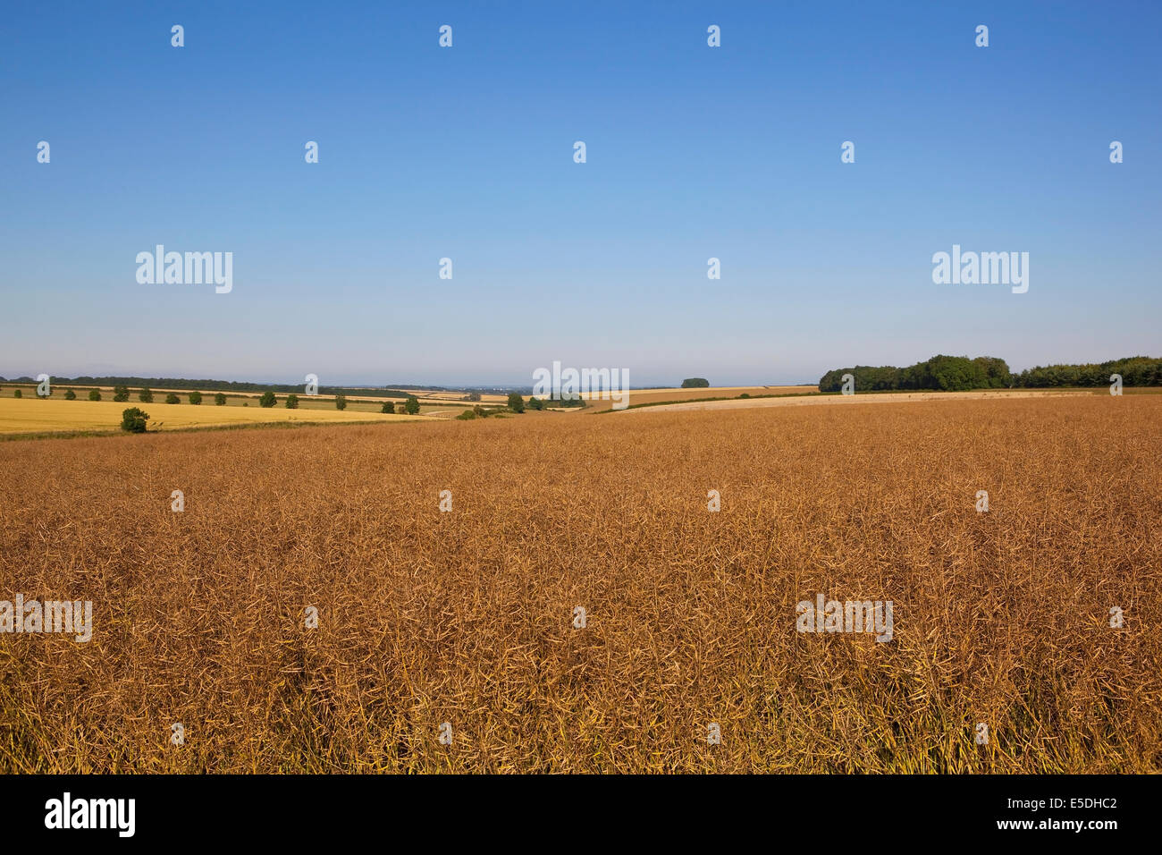 Summer landscape with ripe canola or rapeseed crop and patchwork fields under clear blue skies Stock Photo