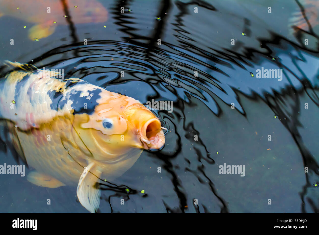 Gasping fish hires stock photography and images Alamy