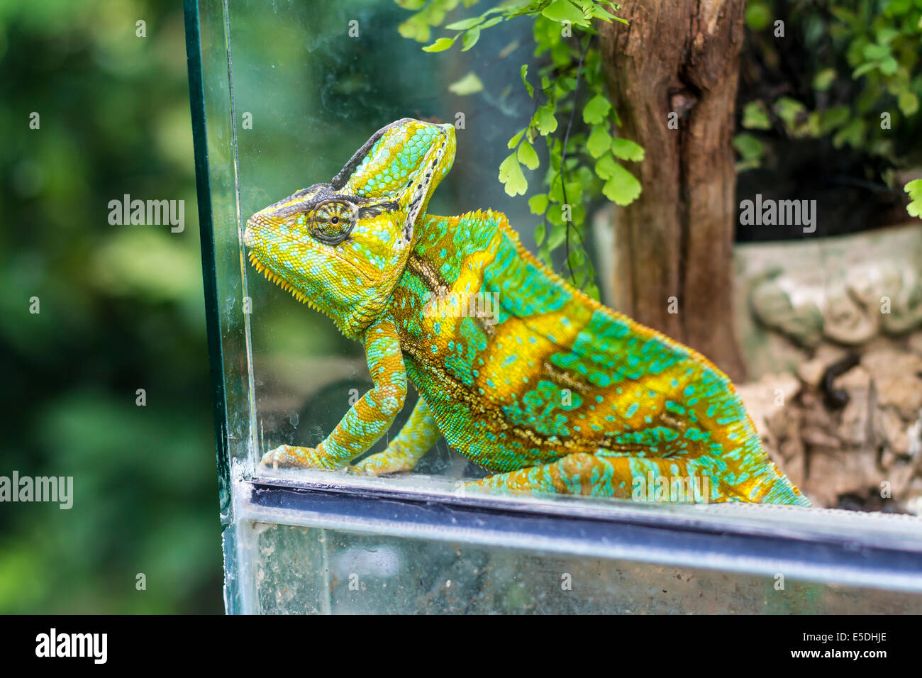Chameleon, Chamaeleonidae, sitting in terrarium Stock Photo - Alamy