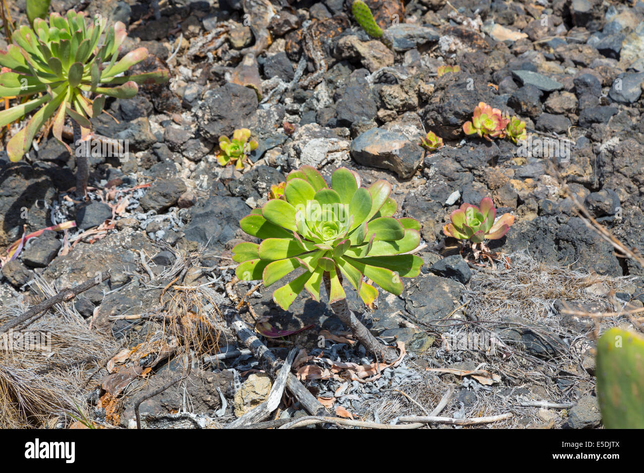 Spain, Canary Islands, Tenerife, Aeonium undulatum Stock Photo
