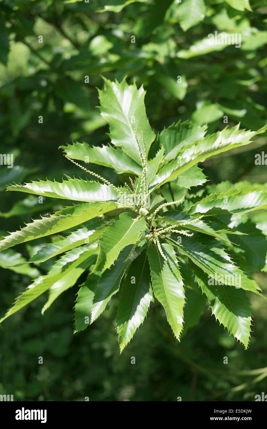 Sweet Chestnut, Castanea Sativa, Partial View Stock Photo - Alamy