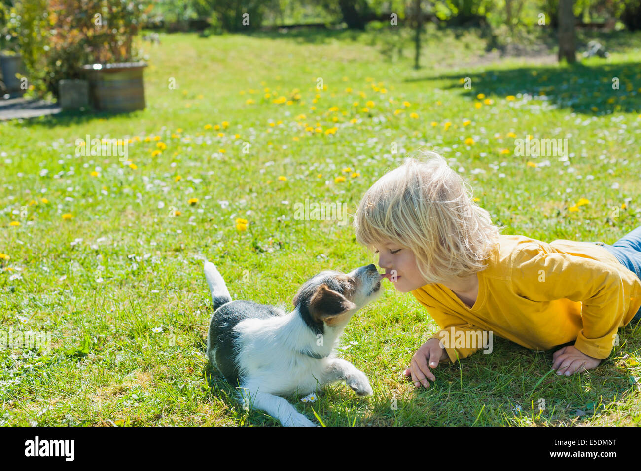 Boy playing with Jack Russel Terrier puppy in garden Stock Photo