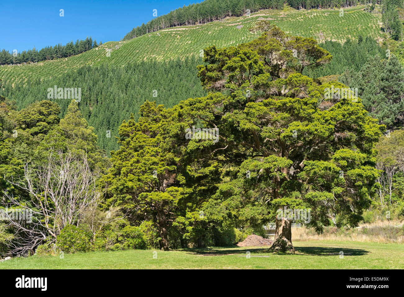 New Zealand, Nelson, Maitai Valley, endemic totara tree Stock Photo