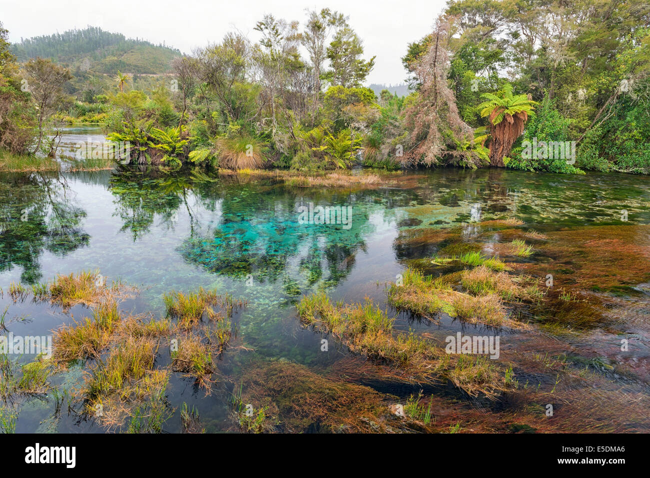 New Zealand, Tasman, Takaka, Te Waikoropupu Springs with vegetation around the freshwater pool Stock Photo