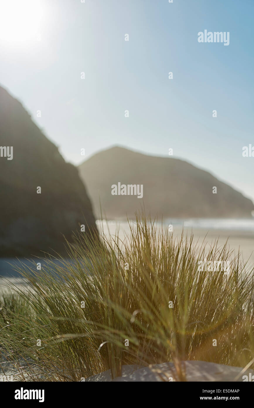 New Zealand, Golden Bay, Wharariki Beach, tussock grass in a sand dune at the beach Stock Photo