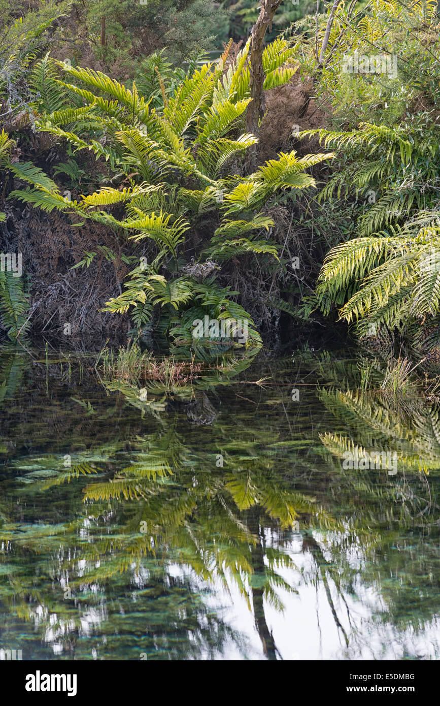 New Zealand, Tasman, Takaka, Te Waikoropupu Springs with ferns around the freshwater pool Stock Photo