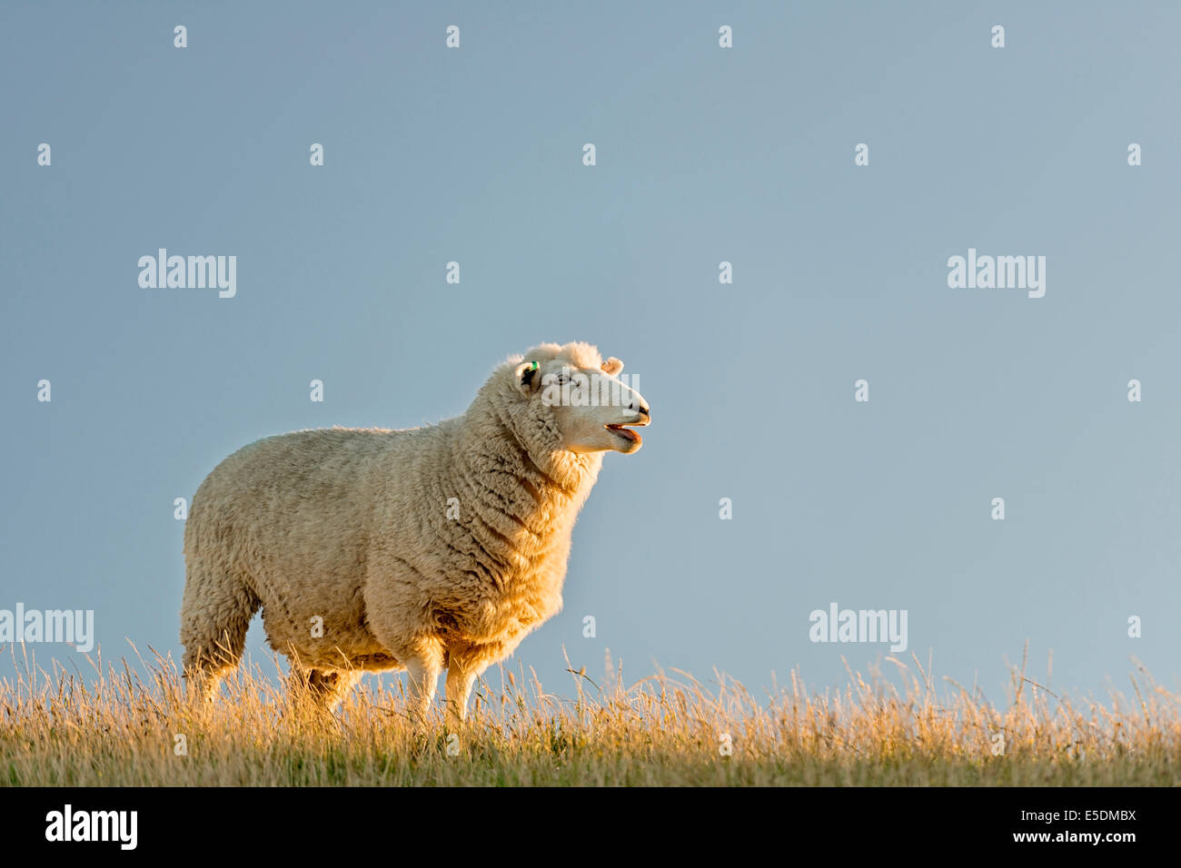 New Zealand, Golden Bay, Wharariki Beach, sheep on top of a ridge in the evening sun Stock Photo