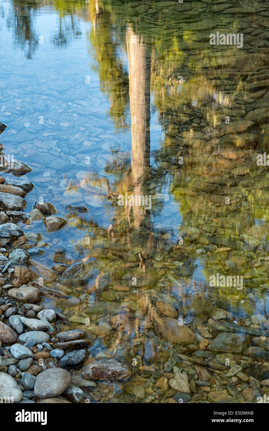 New Zealand, South Island, Marlborough Sounds, Tennyson Inlet, mirror image of a Kahikatea tree in water Stock Photo