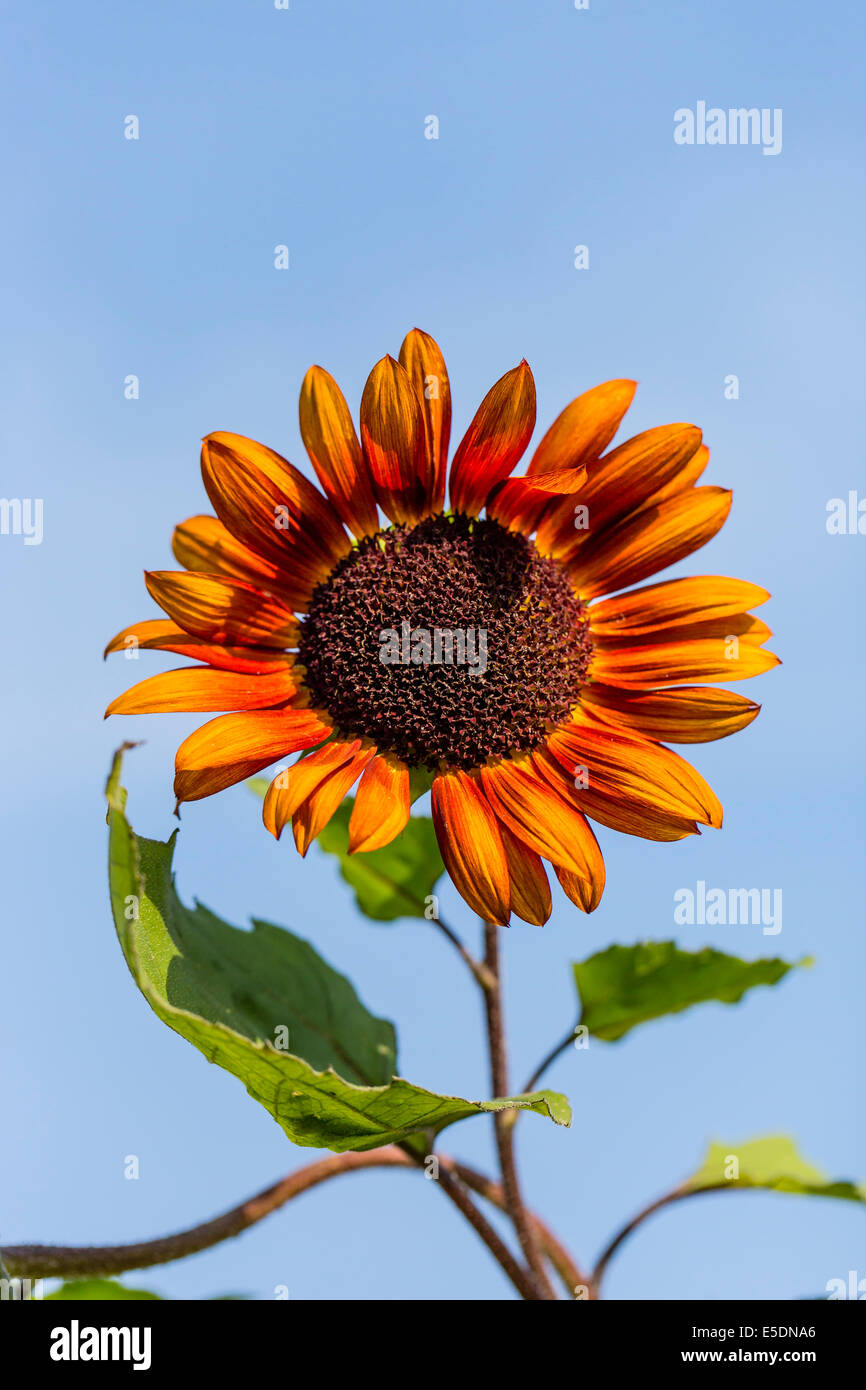 Bicoloured sunflower, Helianthus annuus, in front of blue sky Stock Photo