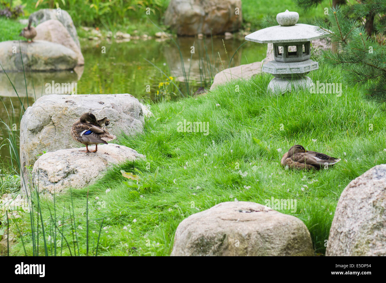 Ducks at a pond in the Japanese style Stock Photo