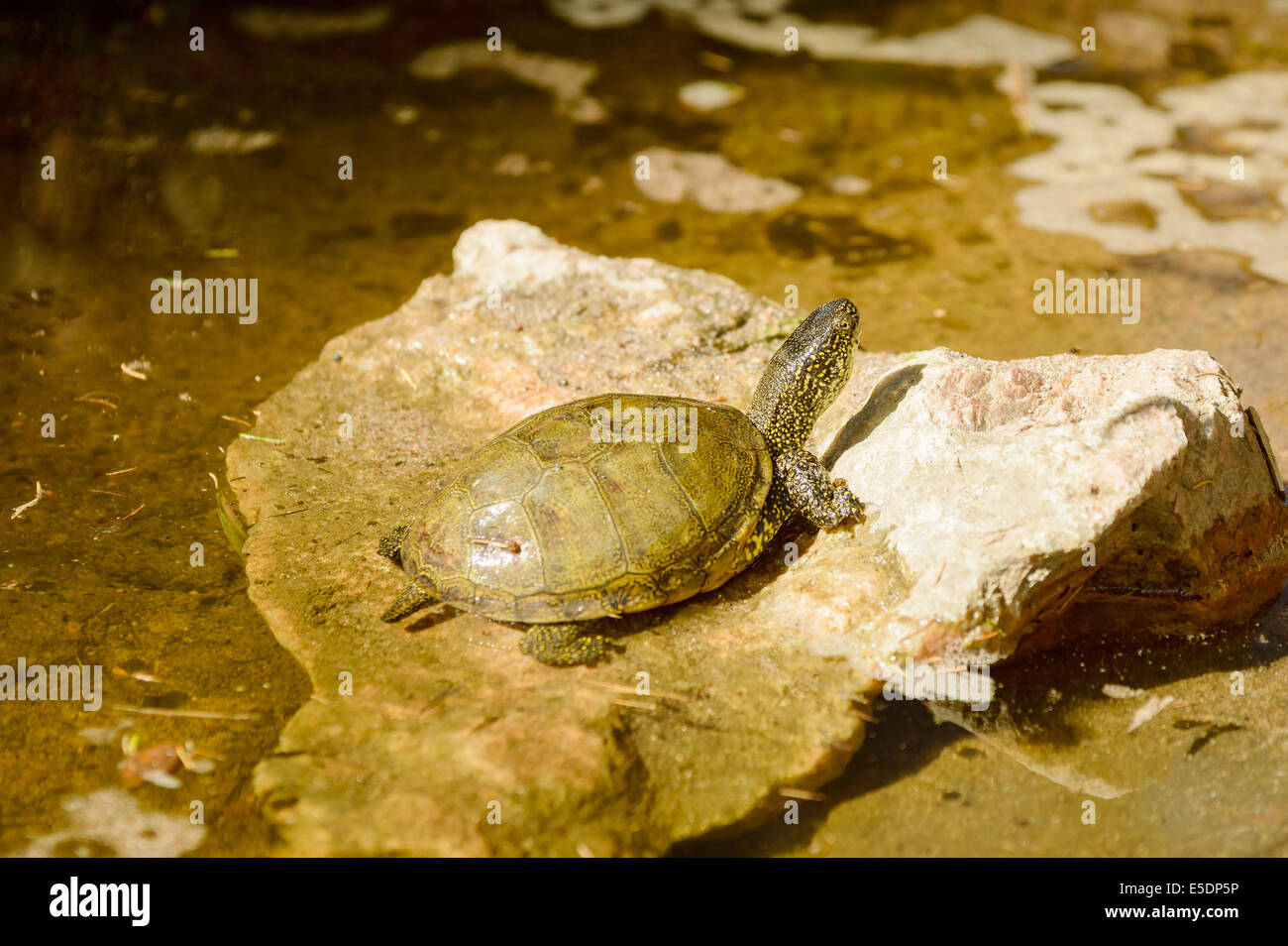 European pond turtle, Emys orbicularis, here seen in water climbing up ...