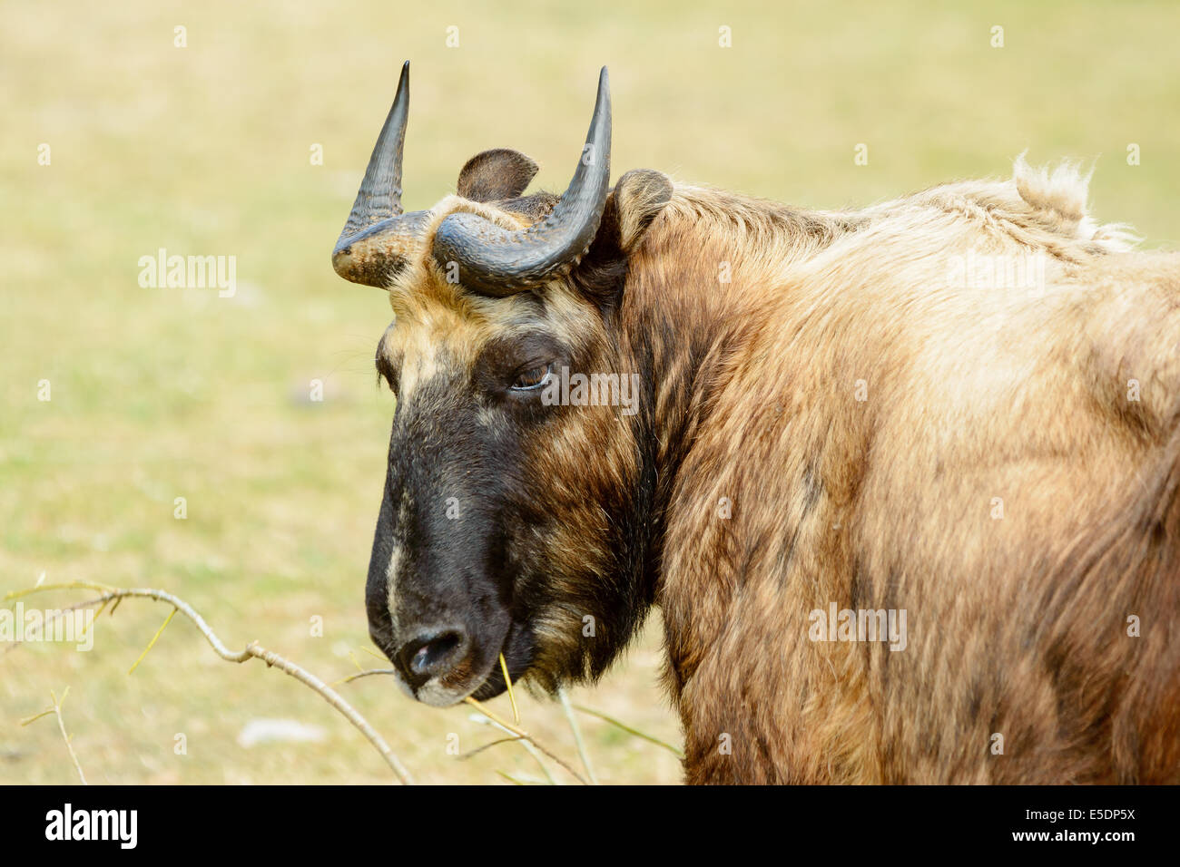Takin, Budorcas taxicolor, here seen eating on branch or twig. Also known as cattle chamois or gnu goat, Stock Photo