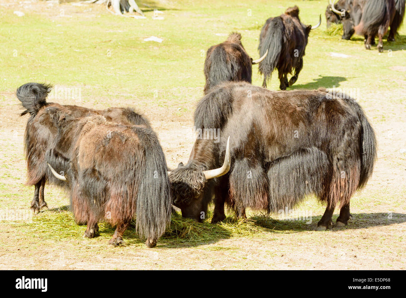 Yak, Bos grunniens, here seen feeding on pile of grass. Stock Photo