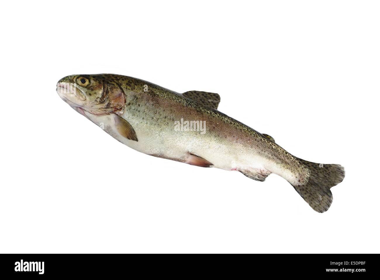 alive trout on white background Stock Photo