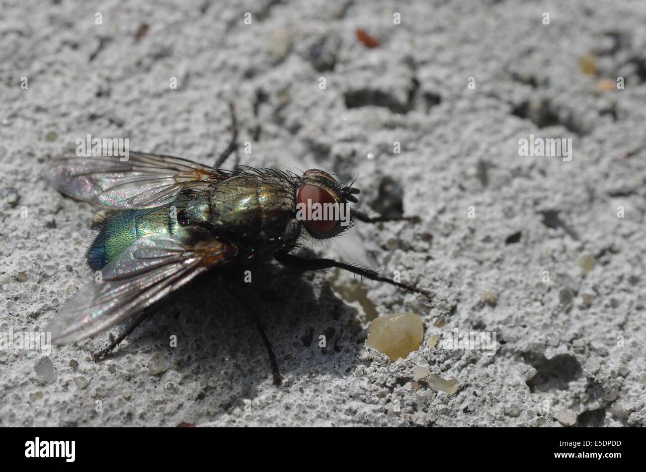bluebottle fly on wall  background Stock Photo