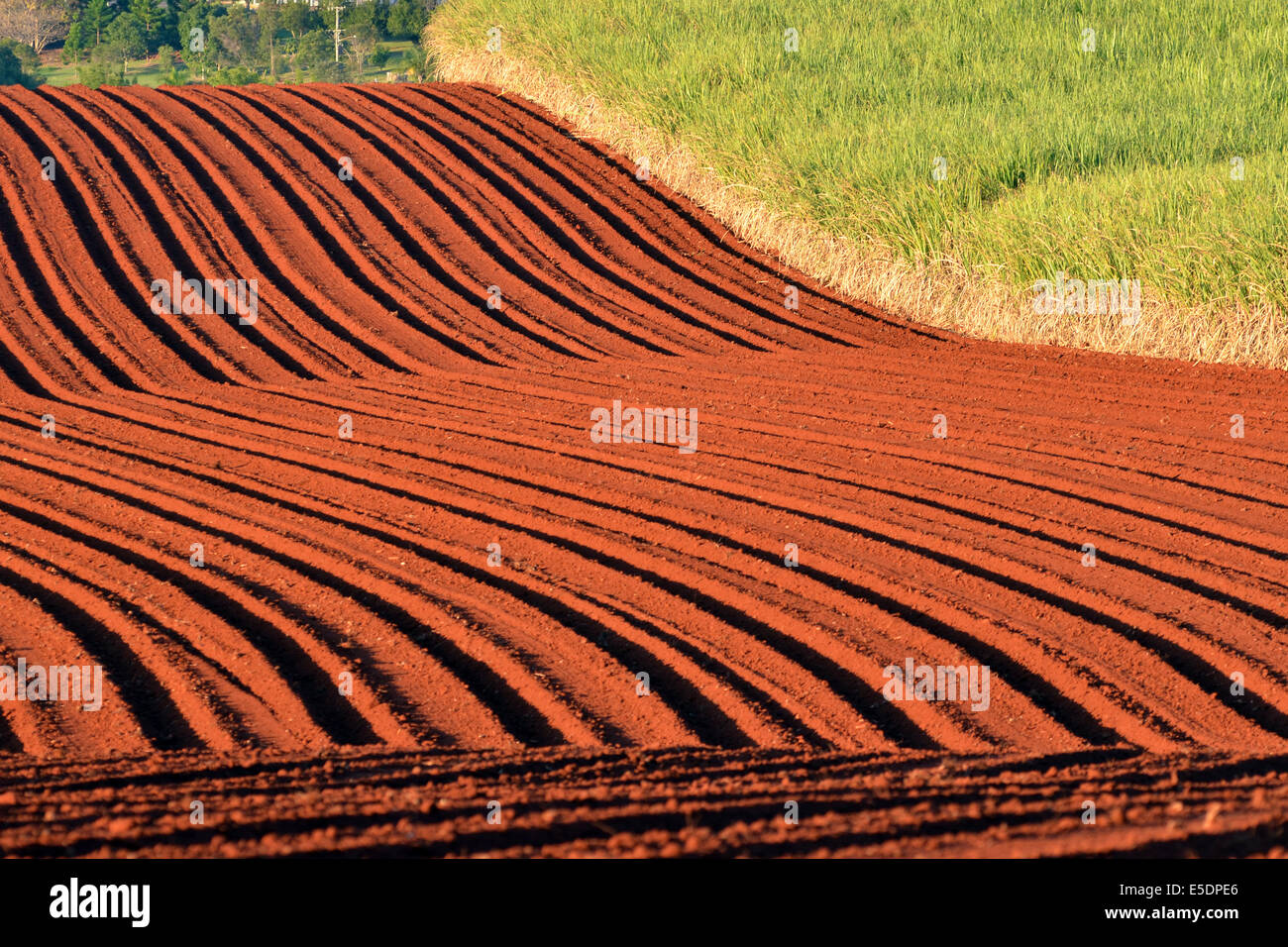 Sugarcane red hires stock photography and images Alamy