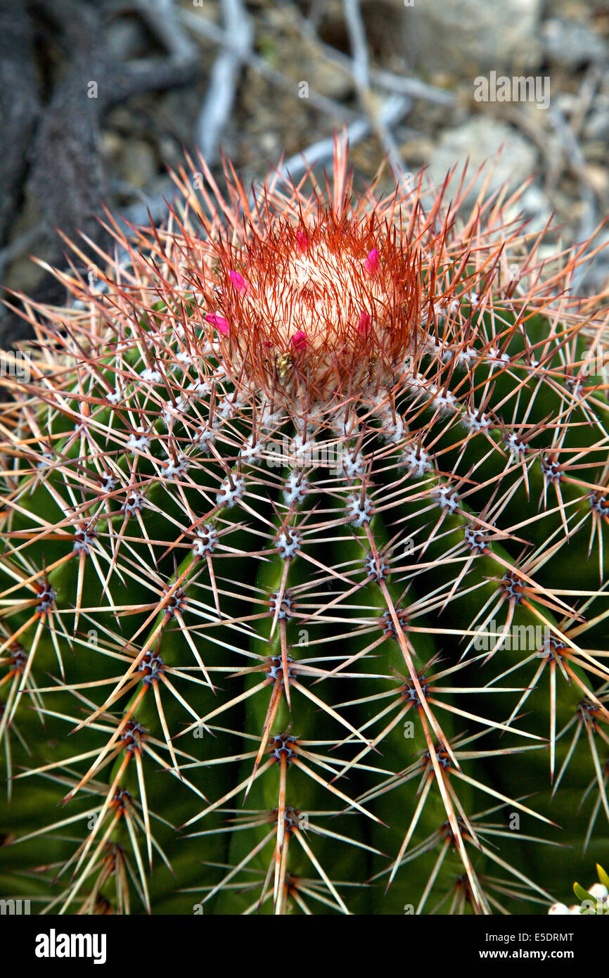 Squat melon cactus showing a fleshy globose stem and spiny longitudinal ridges and bearing a prickly and woolly crown with small pink flowers  growing along the arid coast of the Bosque Estatal de Guanica forest reserve in Puerto Rico considered the best example of dry forest in the Caribbean. Stock Photo