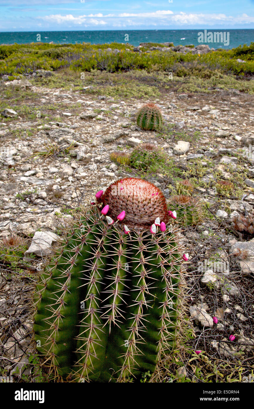Squat melon cactus showing a fleshy globose stem and spiny longitudinal ridges and bearing a prickly and woolly crown with small pink flowers growing along the arid coast of the Bosque Estatal de Guanica forest reserve in Puerto Rico considered the best example of dry forest in the Caribbean. Stock Photo