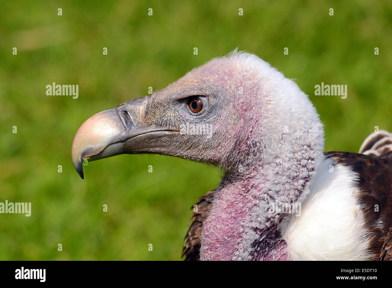 Ruppel's Griffon Vulture close up portrait of head Stock Photo - Alamy