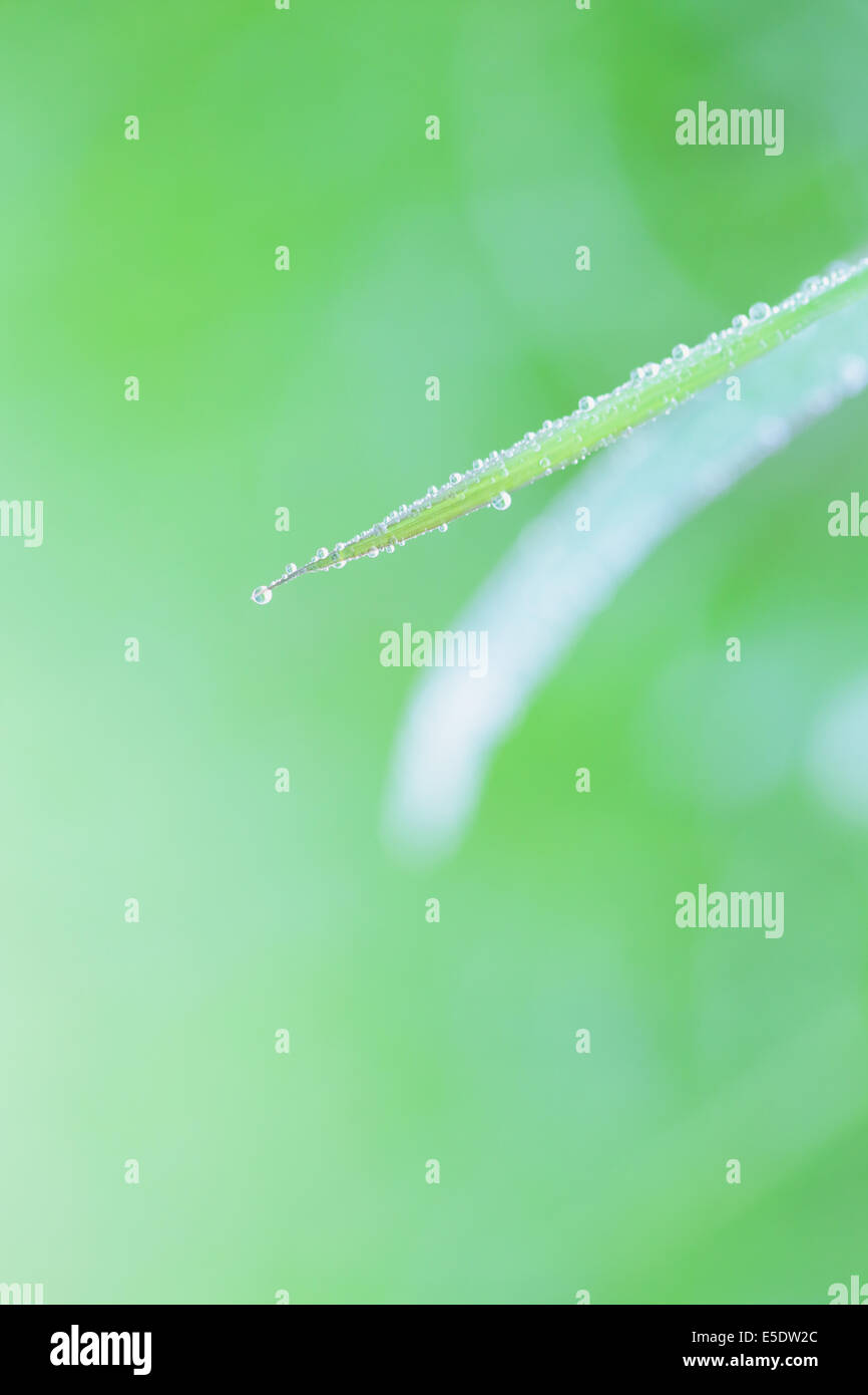 Close up of green leaf Stock Photo - Alamy
