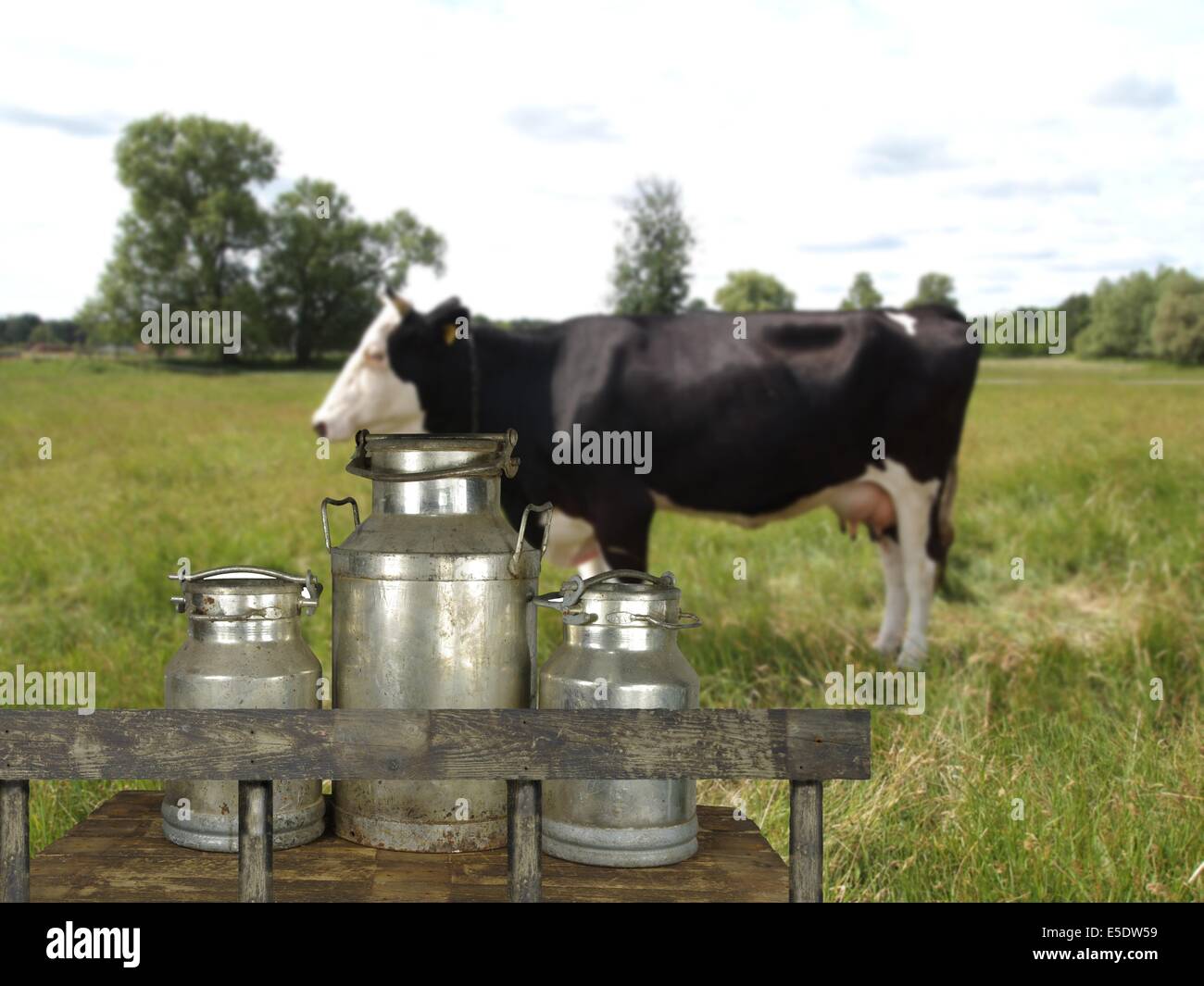 they three metal cans and cow Stock Photo