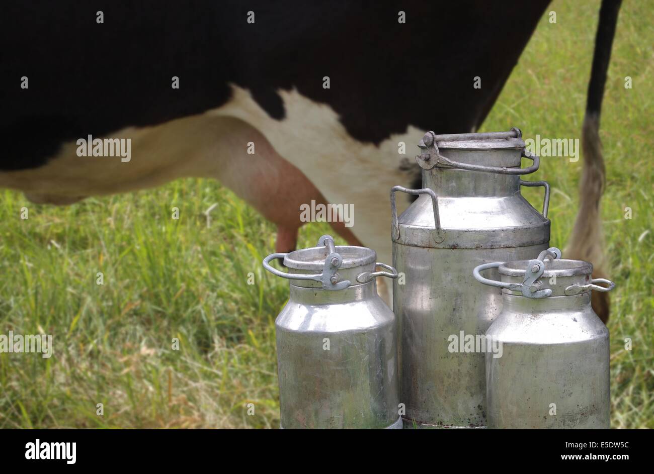 they three metal cans on milk on cow background Stock Photo