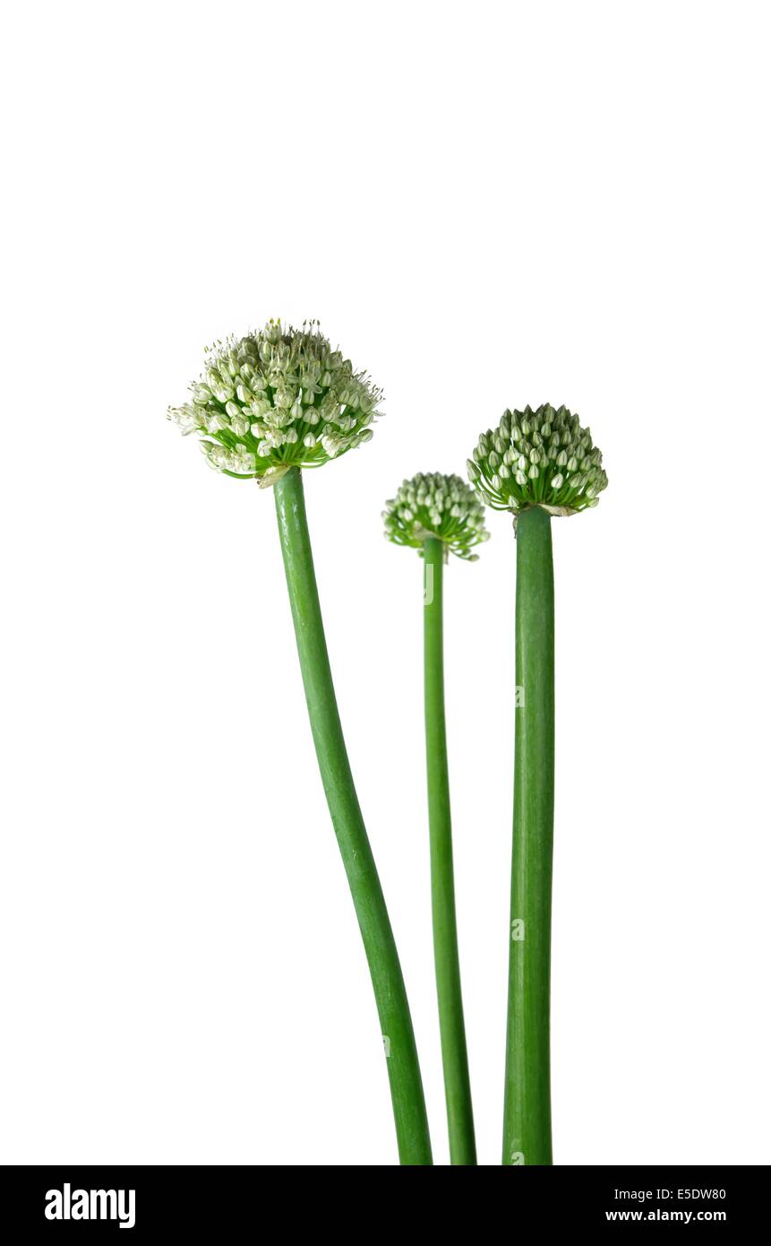 Green onion flower Cut Out Stock Images Pictures Alamy
