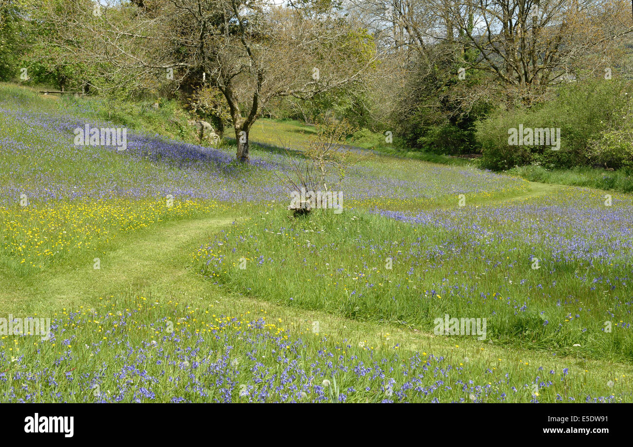 Beautiful wildflower meadow near Widecombe in the Moor, Dartmoor, Devon. Bluebells and other wild flowers make a stunning scene. Stock Photo