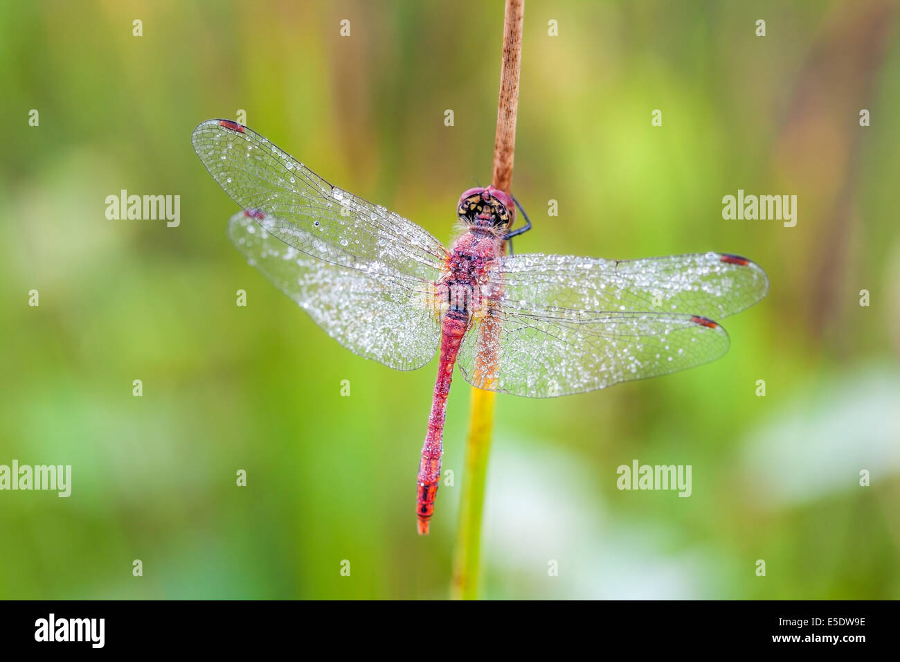 Dawn insect hi-res stock photography and images - Alamy