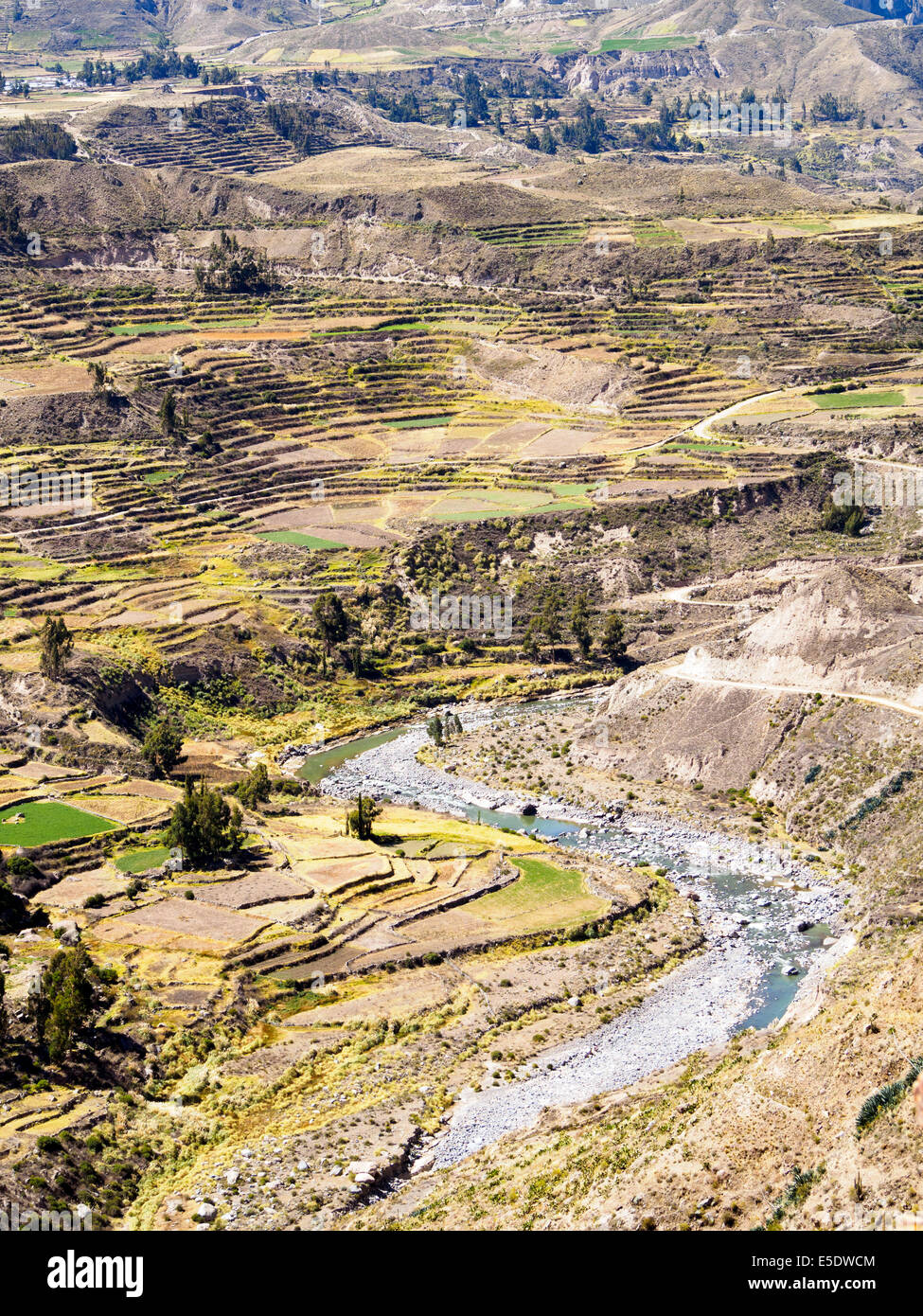 Agricoltural terraces in the Colca Canyon - Peru Stock Photo