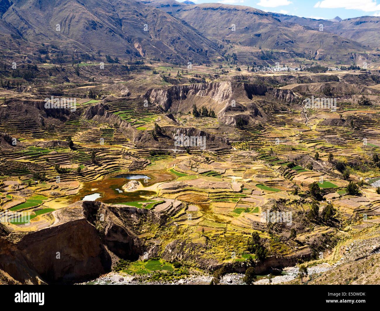 Agricoltural Terraces In The Colca Canyon Peru Stock Photo Alamy