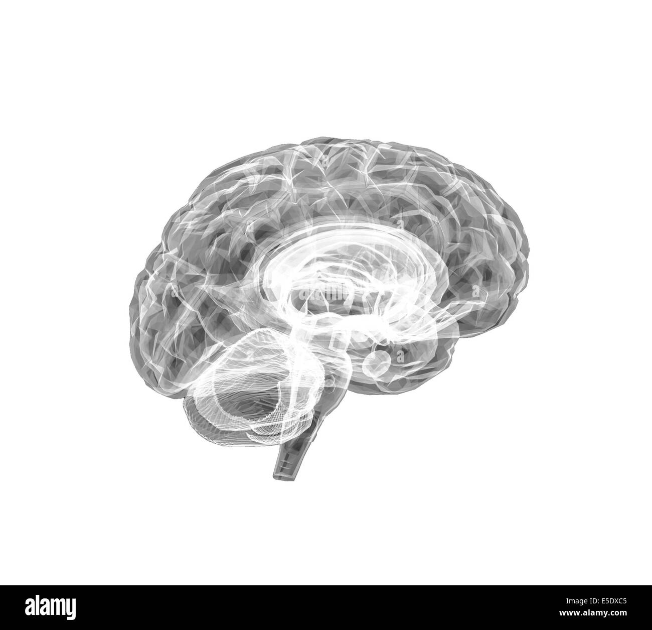 Human brain Black and White Stock Photos & Images - Alamy