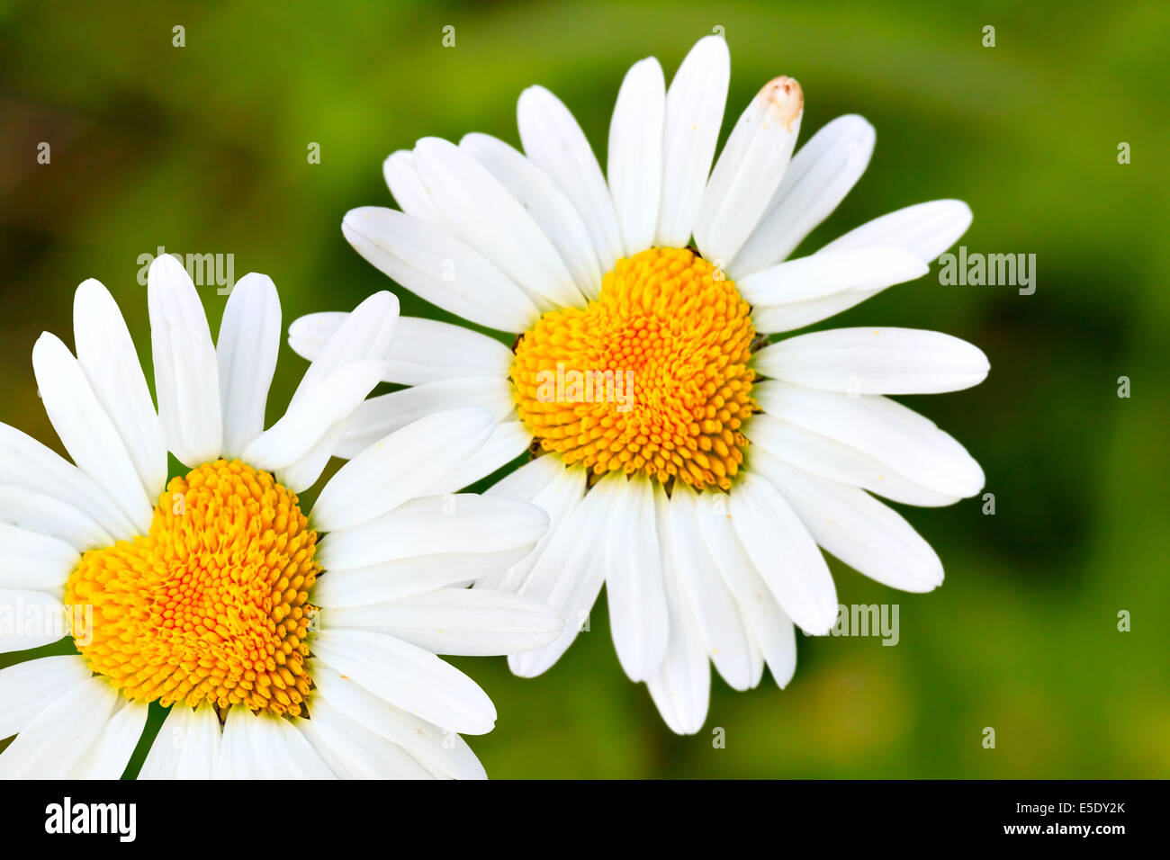 Two daisies with heart in center closeup Stock Photo Alamy