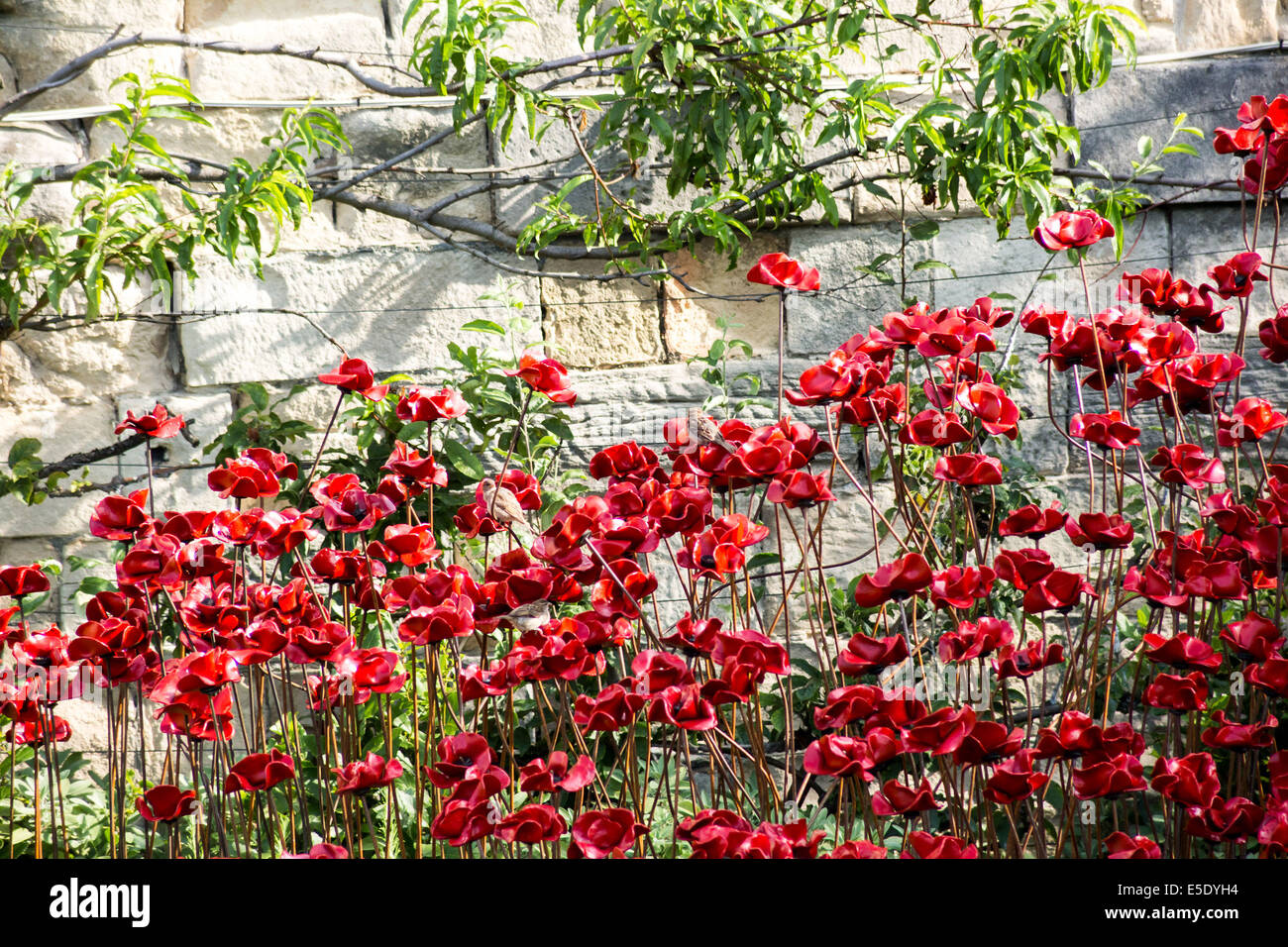 London, UK. 29th July, 2014. Ceramic poppies planted at Tower of London to mark World War I deaths Credit:  Guy Corbishley/Alamy Live News Stock Photo