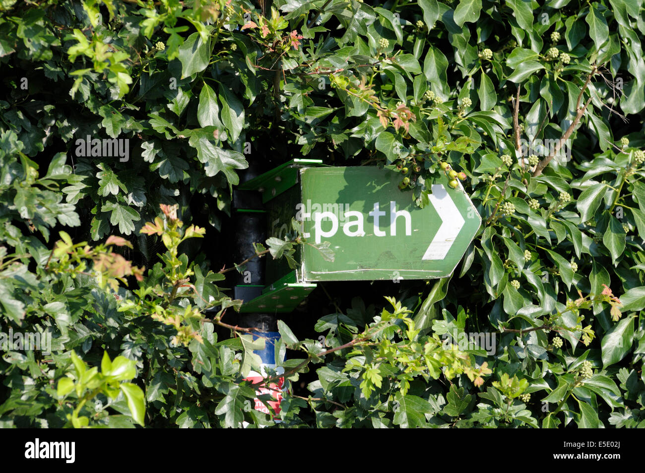 Public Footpath sign, bent and half obscured by a hedge (Kent, England) Stock Photo